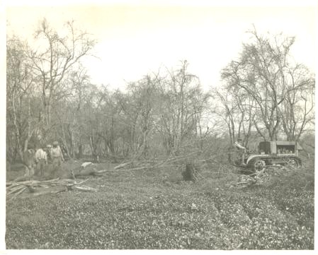 Orchard