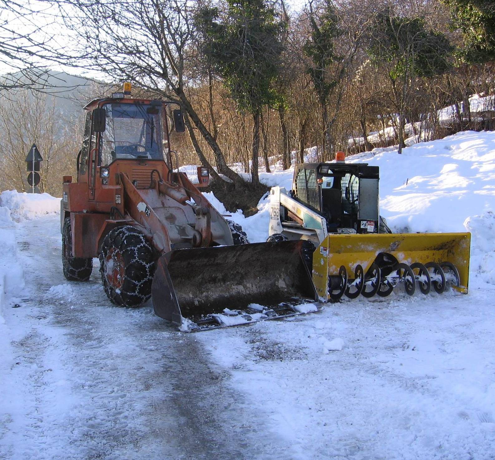 bobcat-fai