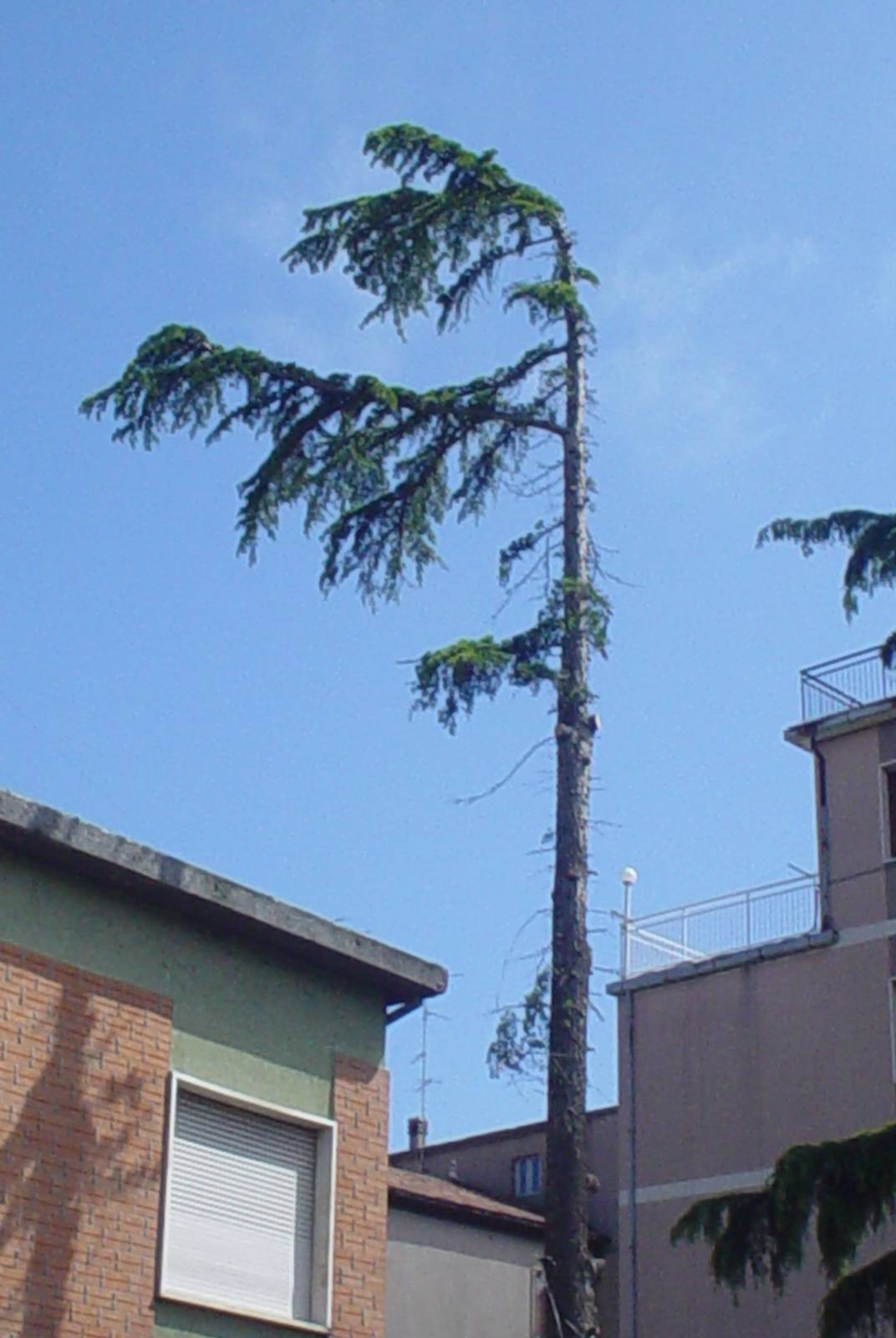 Taglio Alberi