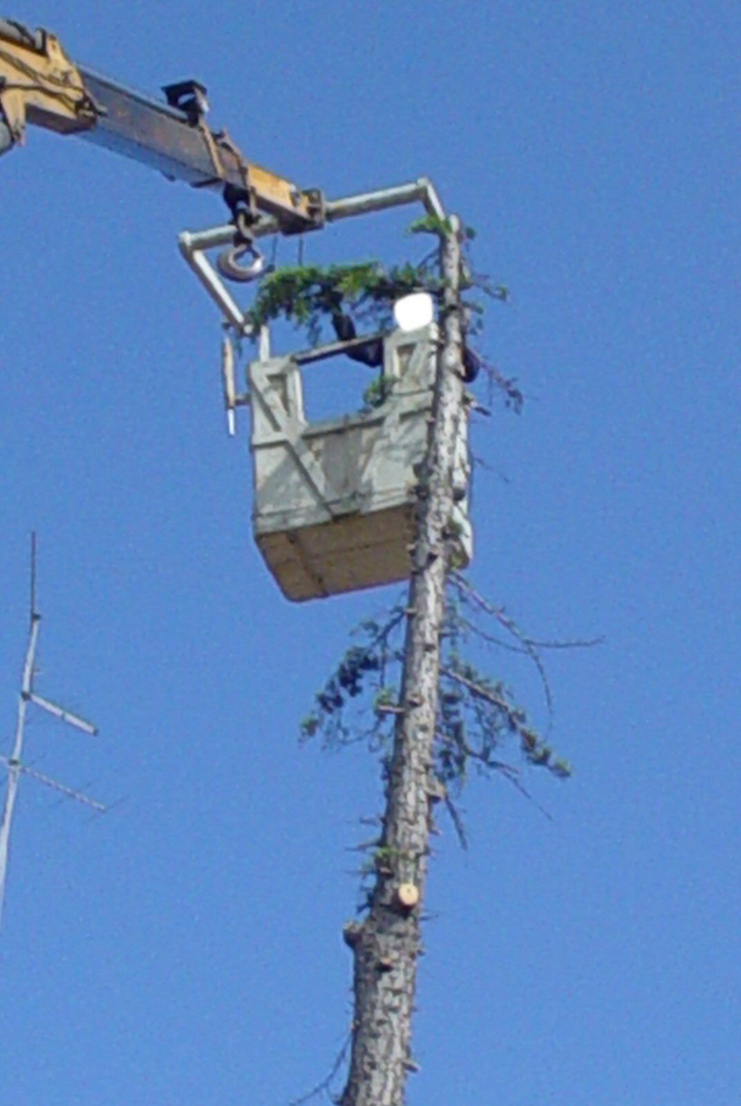 Taglio Alberi