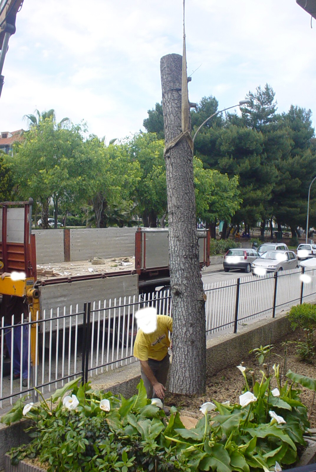 Taglio Alberi