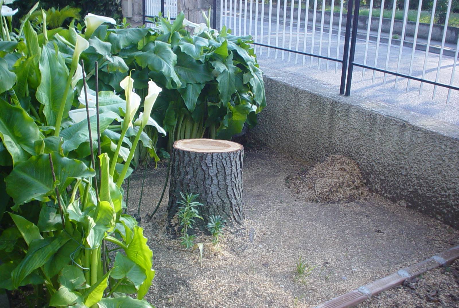 Taglio Alberi - Dopo