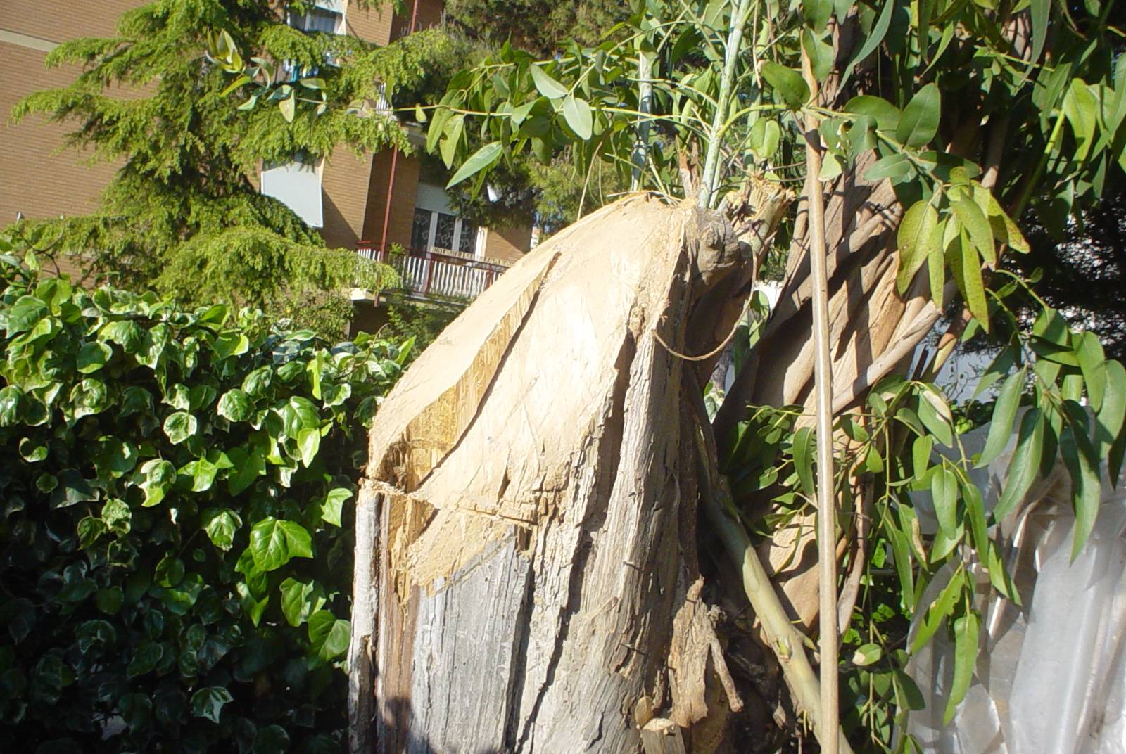Taglio Alberi - Dopo