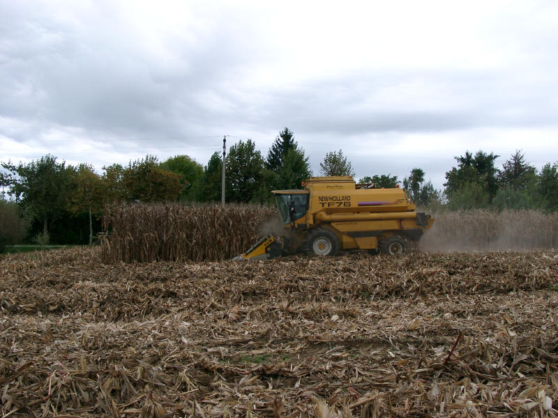 Trebbiatura Mais 2007 - Mirano