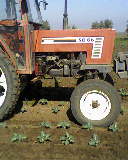 FIATAGRI 80-66 RIALZATO---------------->FOTO 2