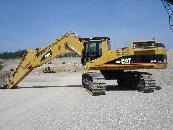 Cat 365