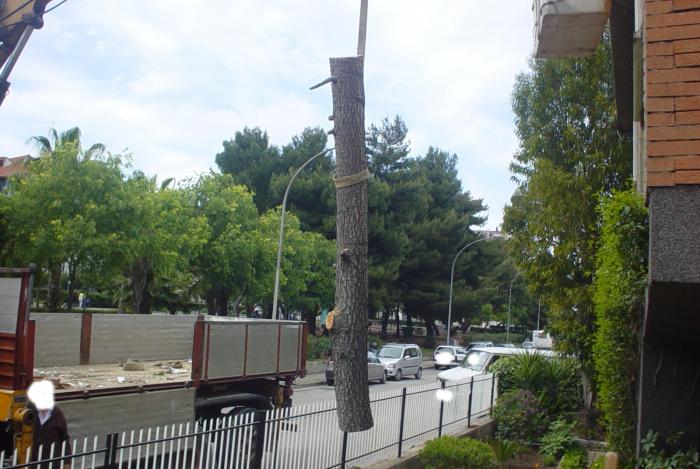 Taglio Alberi