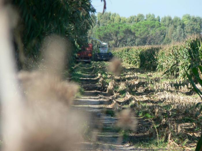 Claas Jaguar 900- Arborea (OR)