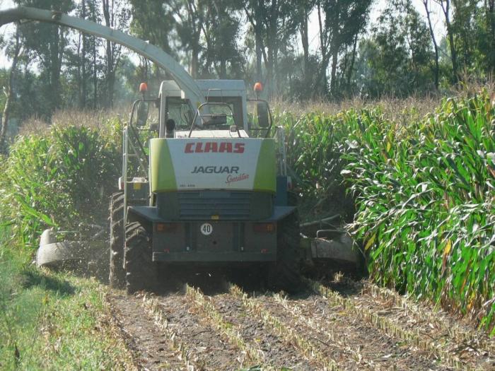 Claas Jaguar 900- Arborea (OR)