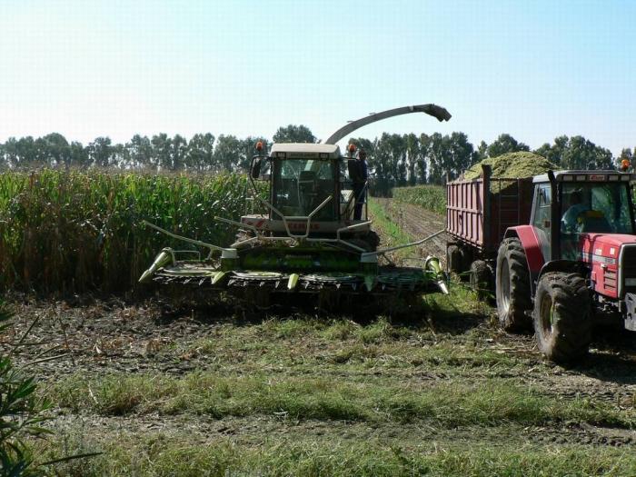 Claas Jaguar 900- Arborea (OR)