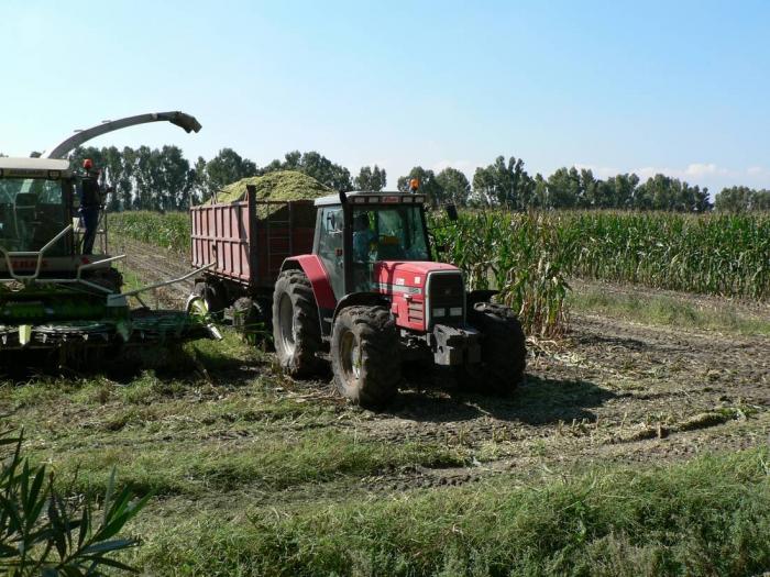 Claas Jaguar 900 Arborea (OR)