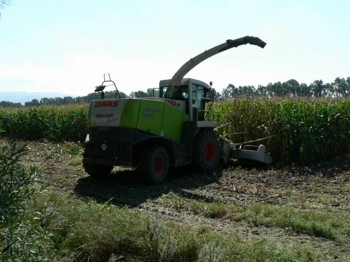 Claas Jaguar 900 Arborea (OR)