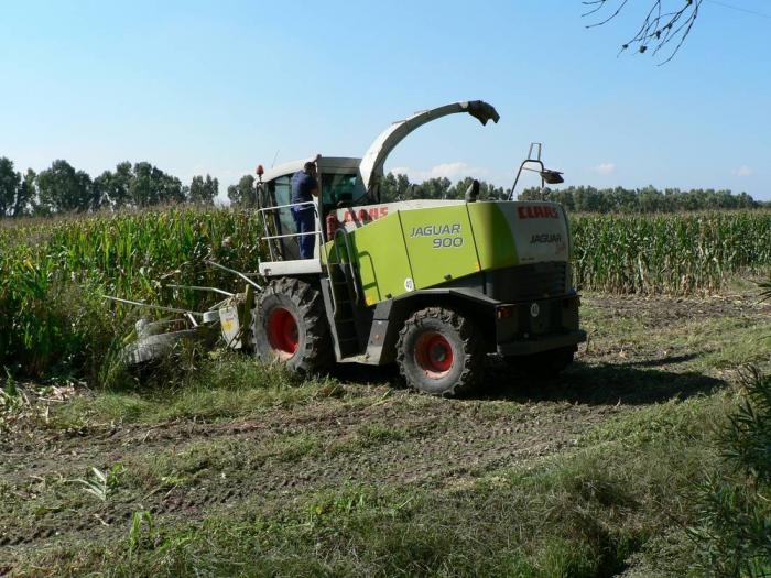 Claas Jaguar 900 Arborea (OR)