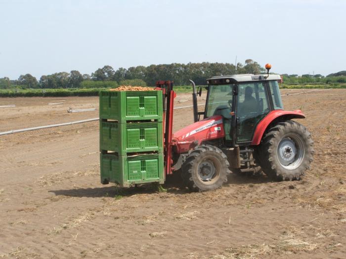 muletto massey ferguson 5445 trasporto carote