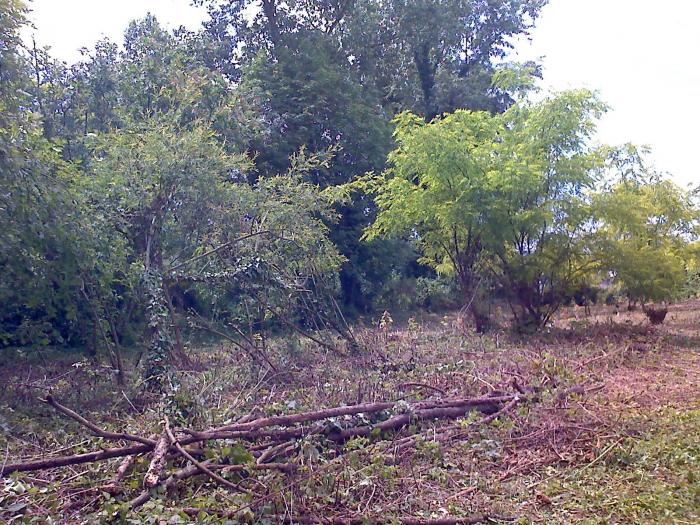 Decespugliatura 3