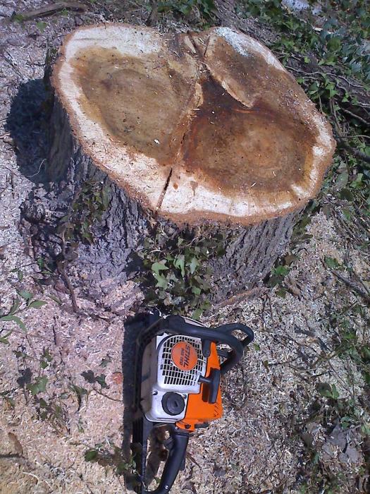 Stihl MS180 su pioppo