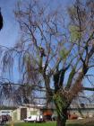 Treeclimbing a Castiglione Mantovano....MN 