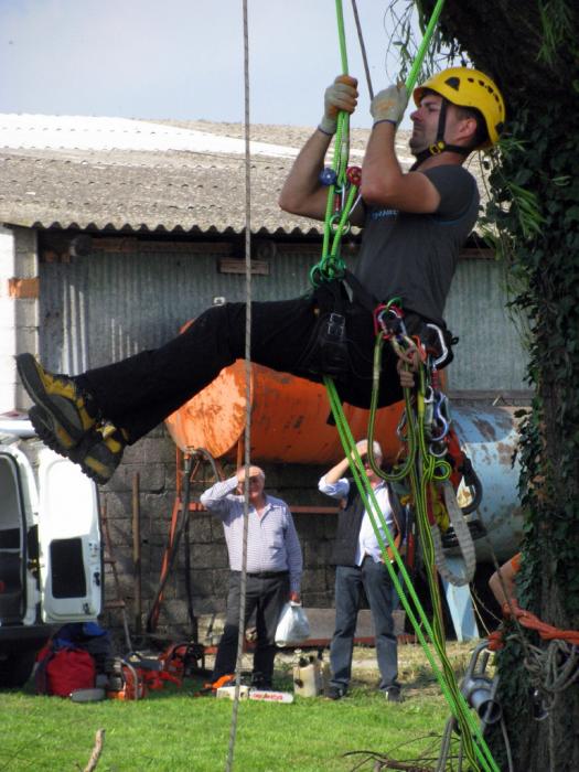 Treeclimbing a Castiglione Mantovano....MN 