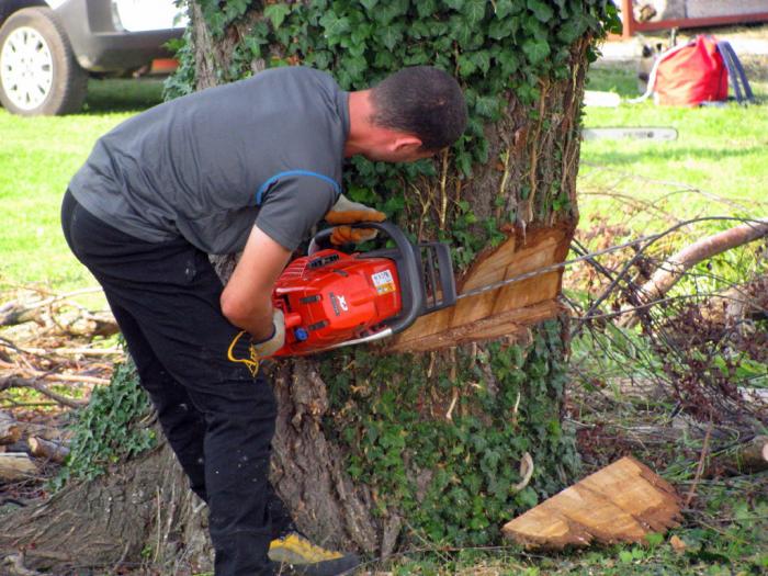 Treeclimbing a Castiglione Mantovano....MN 