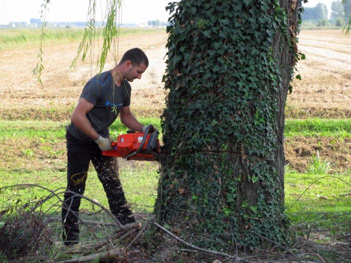 Treeclimbing a Castiglione Mantovano....MN 