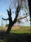 Treeclimbing a Castiglione Mantovano....MN 