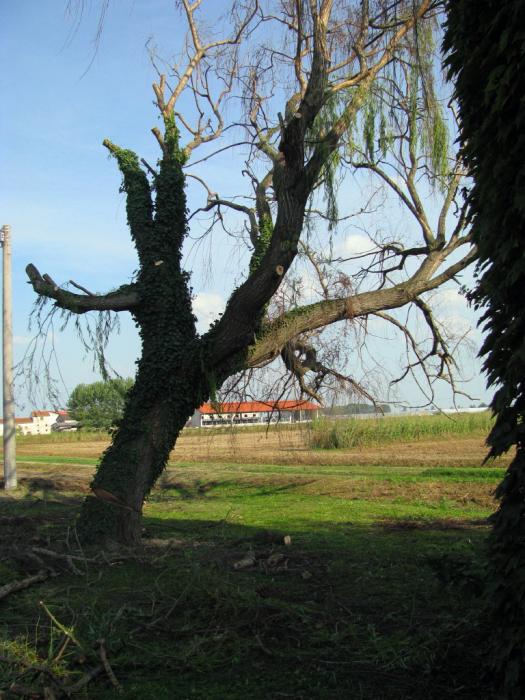 Treeclimbing a Castiglione Mantovano....MN 