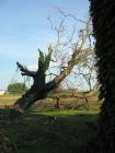 Treeclimbing a Castiglione Mantovano....MN 