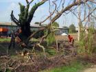 Treeclimbing a Castiglione Mantovano....MN 