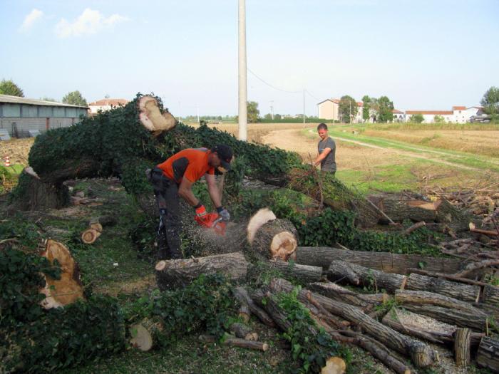 Treeclimbing a Castiglione Mantovano....MN 