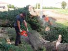 Treeclimbing a Castiglione Mantovano....MN 