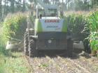 Claas Jaguar 900- Arborea (OR)