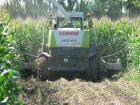 Claas Jaguar 900- Arborea (OR)