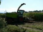 Claas Jaguar 900 Arborea (OR)