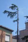 Taglio Alberi
